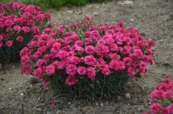 Fruit Punch® Raspberry Ruffles Pinks Dianthus -Garden Plant Store Fruit Punch Raspberry Ruffles Pinks Dianthus Blooming 91597.1551416731