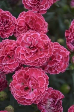 Fruit Punch® Raspberry Ruffles Pinks Dianthus -Garden Plant Store Fruit Punch Raspberry Ruffles Pinks Dianthus with Pink Flowers 33348.1551416731