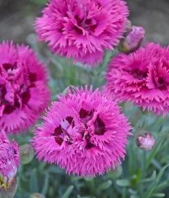 Fruit Punch® Spiked Punch Pinks Dianthus -Garden Plant Store Fruit Punch Spiked Punch Pinks Dianthus with Pink Blooms 44915.1551416736