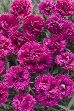 Fruit Punch® Spiked Punch Pinks Dianthus -Garden Plant Store Fruit Punch Spiked Punch Pinks Dianthus with Pink Flowers 02162.1551416736