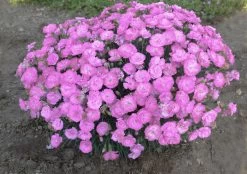 Fruit Punch® Sweetie Pie Pinks Dianthus -Garden Plant Store Fruit Punch Sweetie Pie Pinks Dianthus Blooming Pink Flowers 24738.1551416729