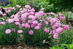 Fruit Punch® Sweetie Pie Pinks Dianthus -Garden Plant Store Fruit Punch Sweetie Pie Pinks Dianthus in Landscaping 1 61992.1551416729