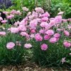 Fruit Punch® Sweetie Pie Pinks Dianthus -Garden Plant Store Fruit Punch Sweetie Pie Pinks Dianthus in Landscaping 78227.1615563755