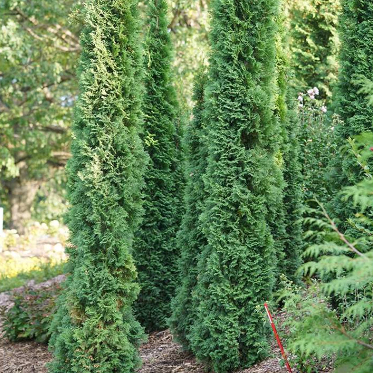 Full Speed A Hedge® Thin Man® Arborvitae 4 Full Speed A Hedge® Thin Man® Arborvitae - Image 2