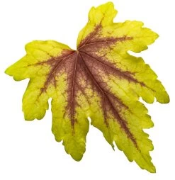 Fun And Games® Eye Spy Foamy Bells -Garden Plant Store Fun and Games Eye Spy Heucherella Leaf 84973.1551416735