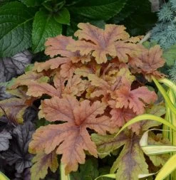 Fun And Games® Hopscotch Foamy Bells -Garden Plant Store Fun and Games Hopscotch Foamy Bells Foliage 46093.1551416726