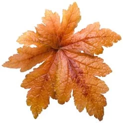 Fun And Games® Hopscotch Foamy Bells -Garden Plant Store Fun and Games Hopscotch Foamy Bells Leaf 13554.1551416726