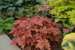 Fun And Games® Hopscotch Foamy Bells -Garden Plant Store Fun and Games Hopscotch Foamy Bells in Landscaping 50072.1551416726