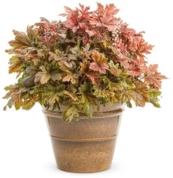 Fun And Games® Hopscotch Foamy Bells -Garden Plant Store Fun and Games Hopscotch Foamy Bells in Pot 58084.1551416726