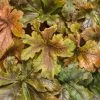 Fun And Games® Hopscotch Foamy Bells -Garden Plant Store Fun and Games Hopscotch Heuchera Foliage 48914.1615563677