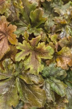 Fun And Games® Hopscotch Foamy Bells -Garden Plant Store Fun and Games Hopscotch Heucherella Foliage 15683.1551416726
