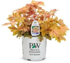 Fun And Games® Hopscotch Foamy Bells -Garden Plant Store Fun and Games Hopscotch Heucherella in Proven Winners Pot 65708.1615563674
