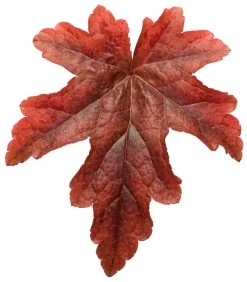 Fun And Games® Red Rover Foamy Bells -Garden Plant Store Fun and Games Red Rover Foamy Bells Leaf 38523.1551416727