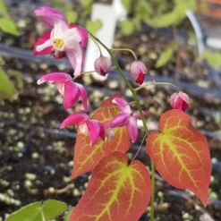 Galadriel Red Barrenwort