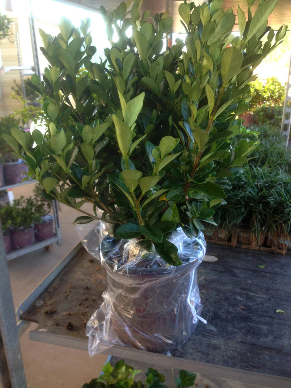 Hardy Daisy Gardenia 4 Hardy Daisy Gardenia - Image 2