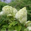 Gatsby Moon® Hydrangea 1 Gatsby Moon® Hydrangea -Garden Plant Store Gatsby Moon Hydrangea compressor 48402.1517166833