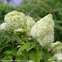Gatsby Moon® Hydrangea