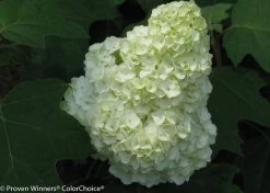 Gatsby Moon® Hydrangea -Garden Plant Store Gatsby Moon Hydrangea Bloom Close Up 33003.1517774072