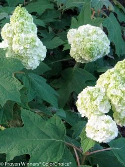 Gatsby Moon® Hydrangea -Garden Plant Store Gatsby Moon Hydrangea Foliage and Blooms 44314.1517774097