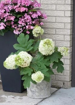 Gatsby Moon® Hydrangea -Garden Plant Store Gatsby Moon Hydrangea in Garden Container 87406.1517774093