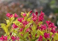 Ghost® Weigela -Garden Plant Store Ghost Weigela Branches Stems Leaves Flowers 04752.1523224702