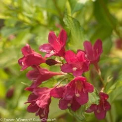Ghost® Weigela