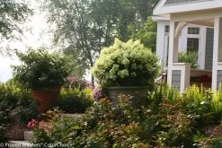 Bobo® Hydrangea -Garden Plant Store Giant Bobo Hydrangea in Large Planter 29857.1517769573