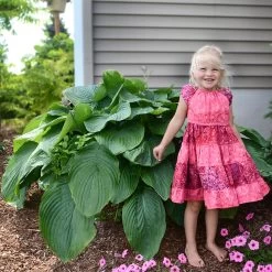 Shadowland® Empress Wu Hosta