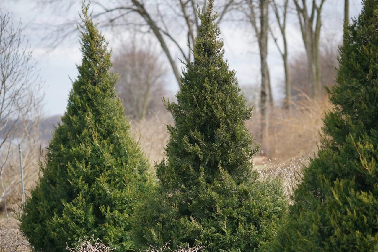 Gin Fizz® Juniper 7 Gin Fizz® Juniper - Image 5