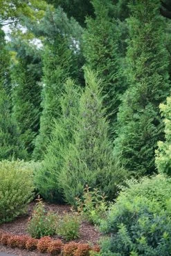 Gin Fizz® Juniper 11 Gin Fizz® Juniper -Garden Plant Store Gin Fizz Juniper in the garden 81655.1611602984