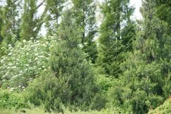 Gin Fizz® Juniper 13 Gin Fizz® Juniper -Garden Plant Store Gin Fizz Juniper shrub in landscaping 68602.1611602980