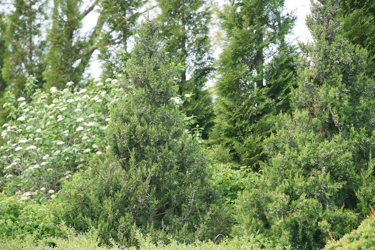 Gin Fizz® Juniper 8 Gin Fizz® Juniper - Image 6