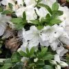 Girard's Pleasant White Evergreen Azalea -Garden Plant Store Girards Pleasant White Evergreen Azalea Flowers 09051.1586824591