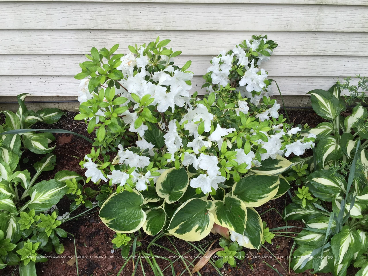 Girard's Pleasant White Evergreen Azalea 4 Girard's Pleasant White Evergreen Azalea - Image 2