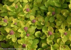 Glow Girl® Spirea 14 Glow Girl® Spirea -Garden Plant Store Glow Girl Spirea Foliage and Flower Buds 29885.1523325682