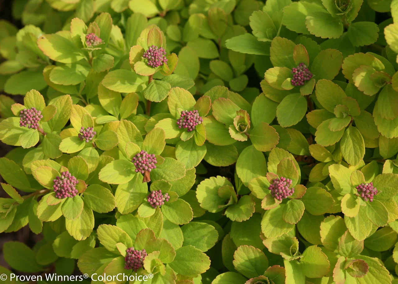 Glow Girl® Spirea 8 Glow Girl® Spirea - Image 6