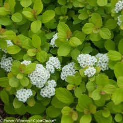 Glow Girl® Spirea 13 Glow Girl® Spirea -Garden Plant Store Glow Girl Spirea Leaves and Blooms 74016.1523325678