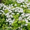 Glow Girl® Spirea -Garden Plant Store Glow Girl Spirea Shrub Covered in Blooms 11839.1523325646