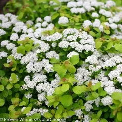 Glow Girl® Spirea
