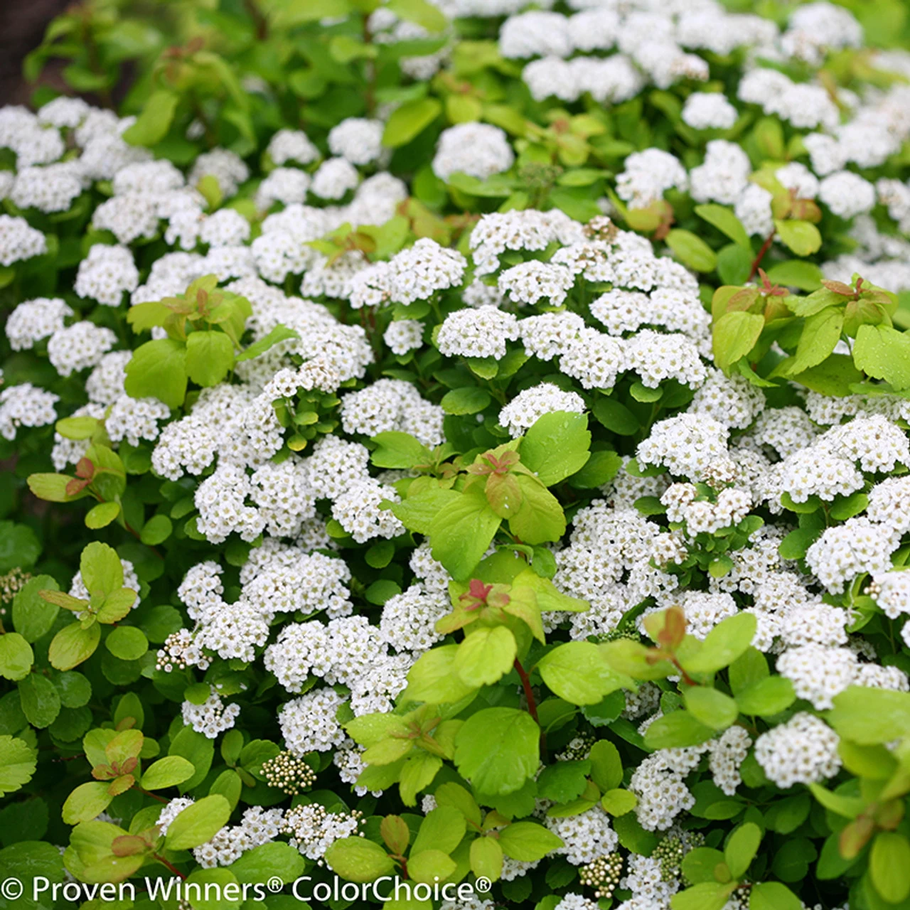 Glow Girl® Spirea 3 Glow Girl® Spirea