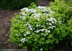Glow Girl® Spirea 12 Glow Girl® Spirea -Garden Plant Store Glow Girl Spirea Shrub Flowering 47178.1523325673