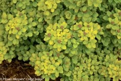 Glow Girl® Spirea 15 Glow Girl® Spirea -Garden Plant Store Glow Girl Spirea Yellow Leaves 90348.1523325686