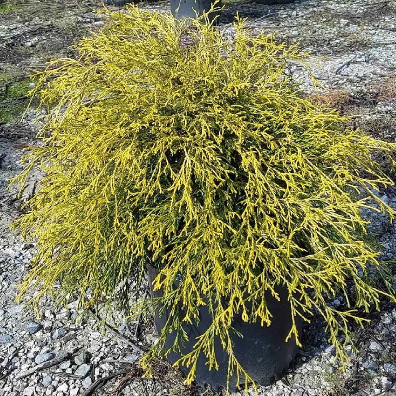 Gold Mop False Cypress 3 Gold Mop False Cypress