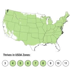 Gold Mop False Cypress 7 Gold Mop False Cypress -Garden Plant Store Gold Mop False Cypress growing zones 56449.1640681790