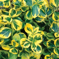 Gold Splash® Euonymus 8 Gold Splash® Euonymus -Garden Plant Store Gold Splash Euonymus Covered in Leaves 14208.1648829403