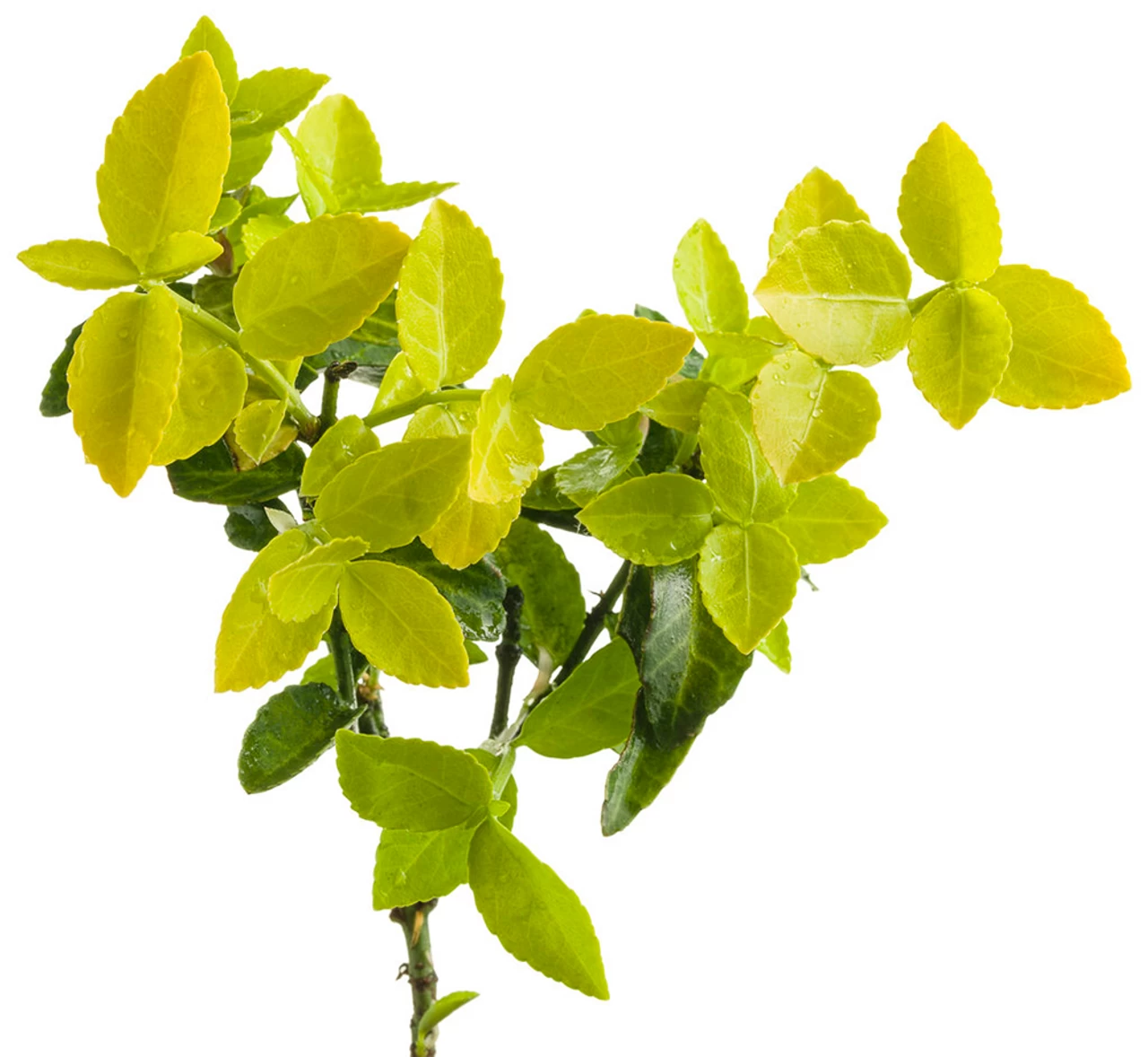 Gold Splash® Euonymus 4 Gold Splash® Euonymus - Image 2