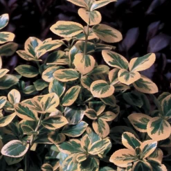 Gold Splash® Euonymus