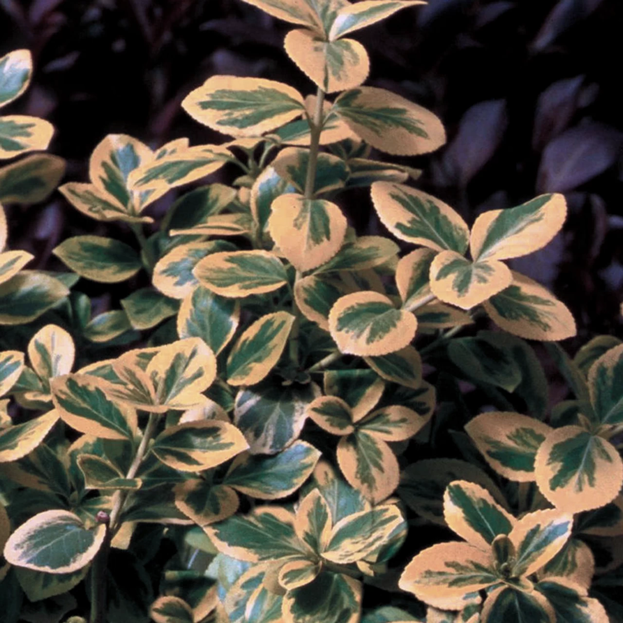 Gold Splash® Euonymus 3 Gold Splash® Euonymus