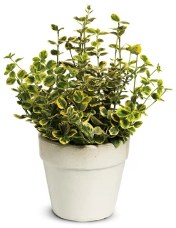 Gold Splash® Euonymus 9 Gold Splash® Euonymus -Garden Plant Store Gold Splash Euonymus in Pot Planter 82350.1648829414