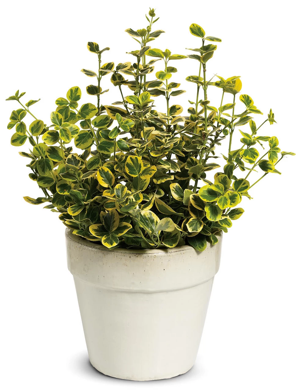 Gold Splash® Euonymus 6 Gold Splash® Euonymus - Image 4
